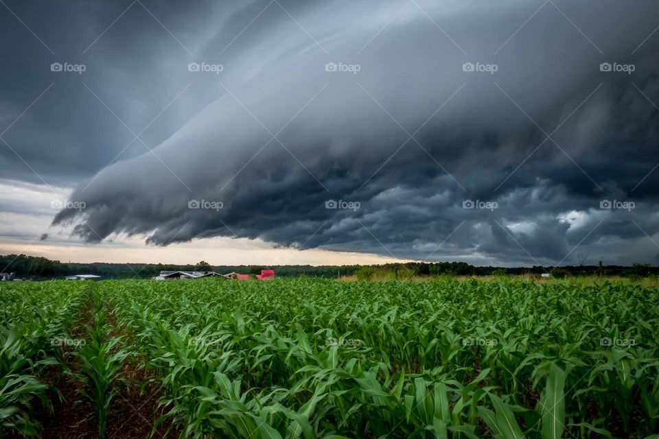 Appeared to be ominous fingers reaching across the cornfield. North Carolina. 