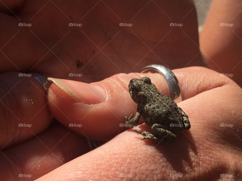 Little frog proposing with a ring 