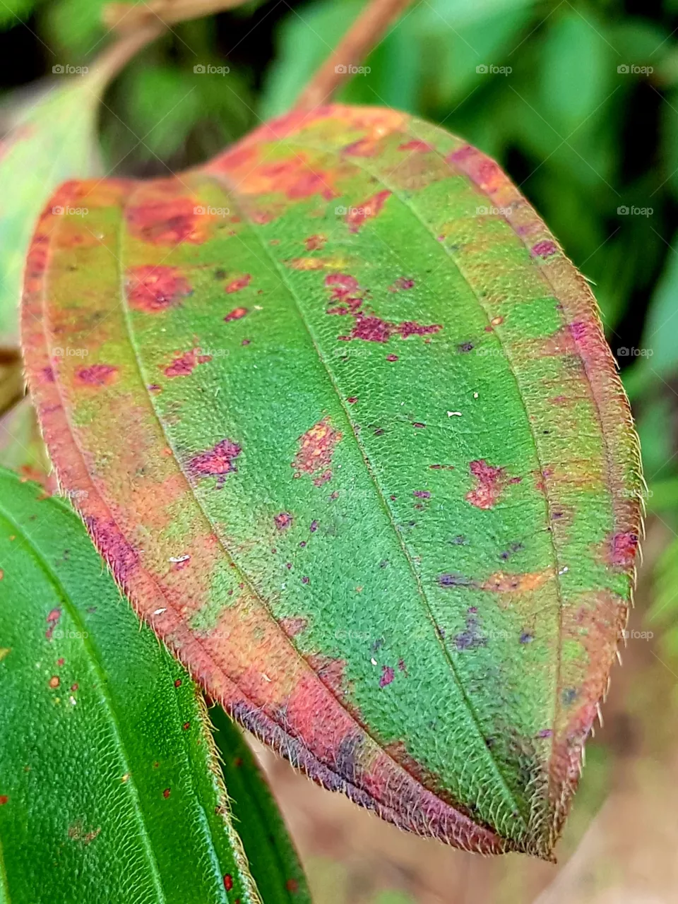 color leaf