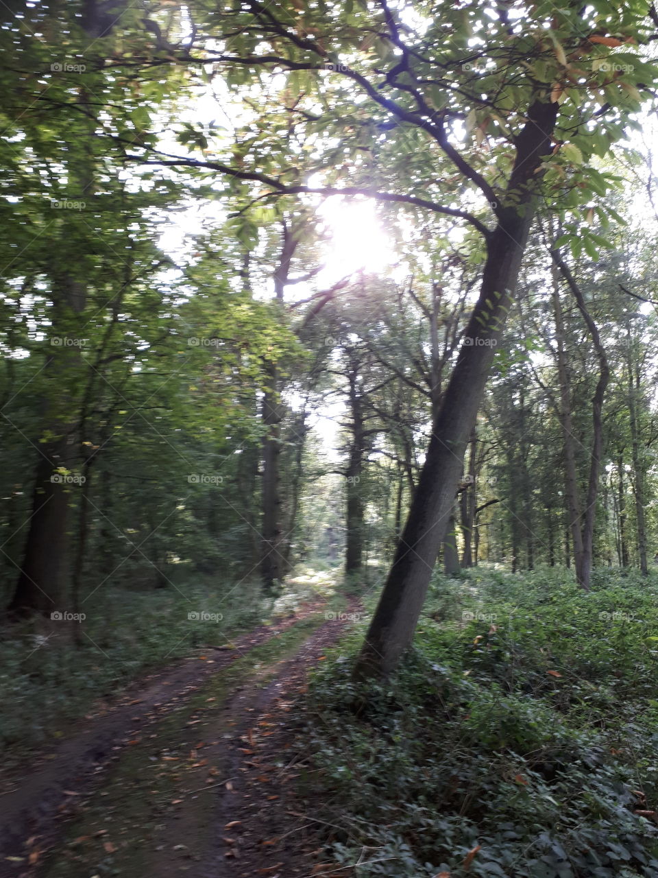 Woodland Tracks