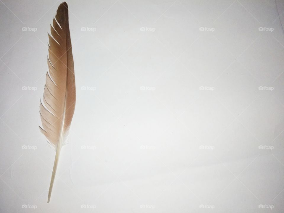 brown feather for quote fill