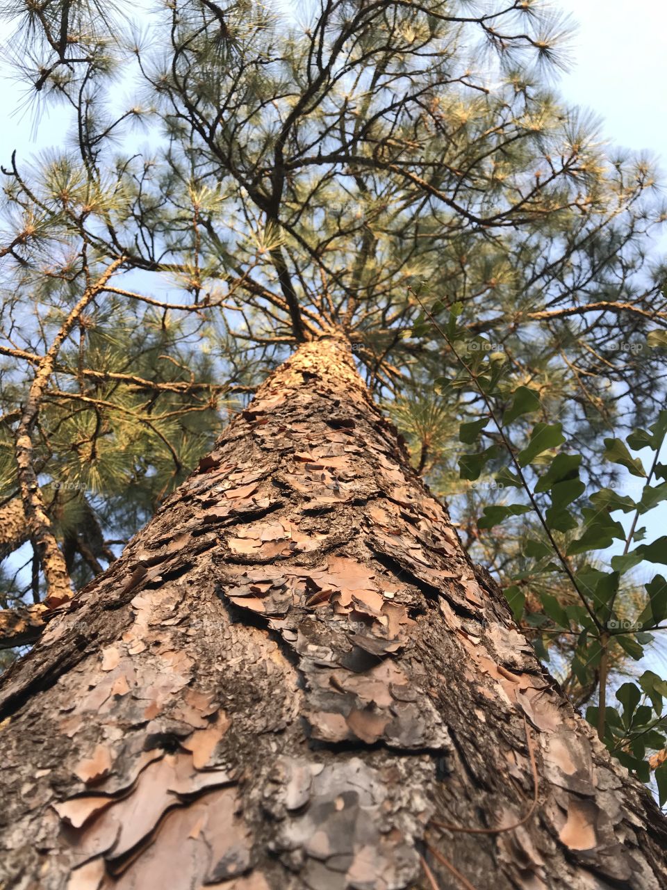 Looking up a majestic Loblolly pine tree
