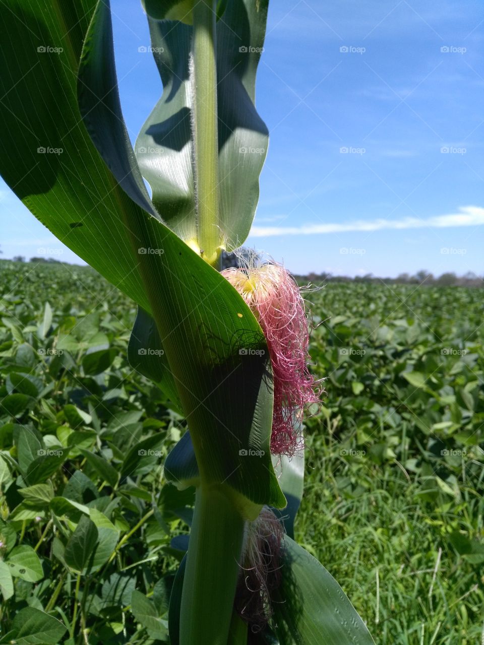 Corn stalk with green leaves and pink silk