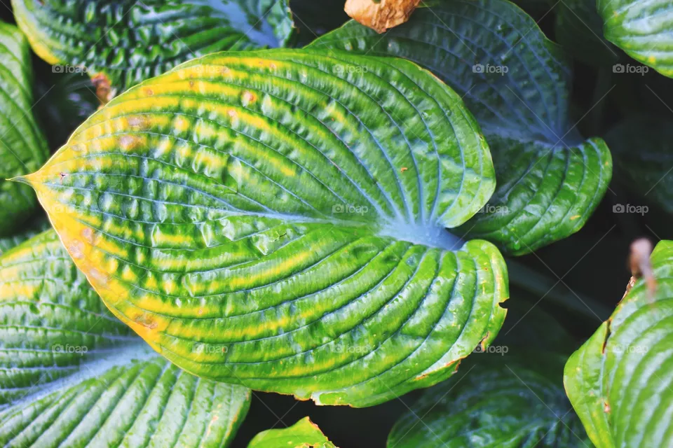 Leaf
