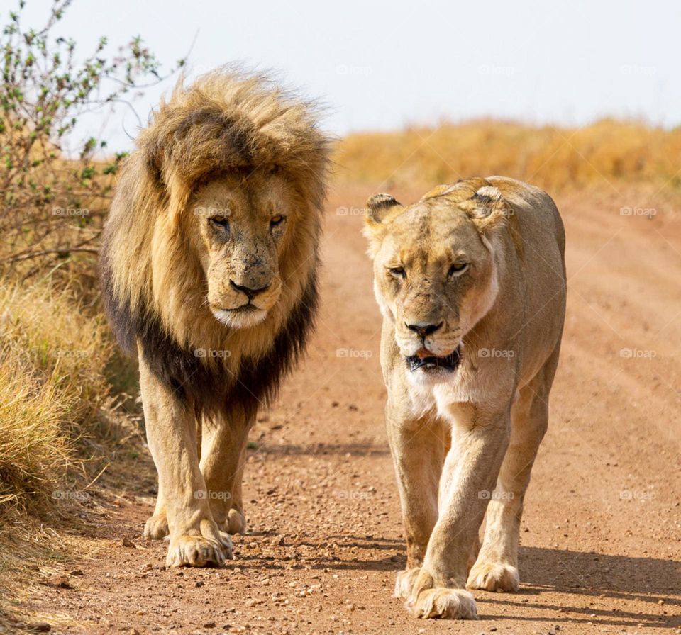 Linyanti, Botswana wildlife pictures