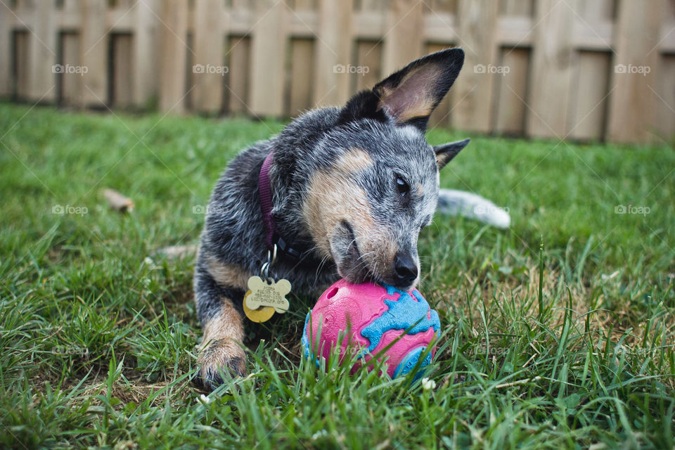 Dog, Grass, Cute, Mammal, Animal