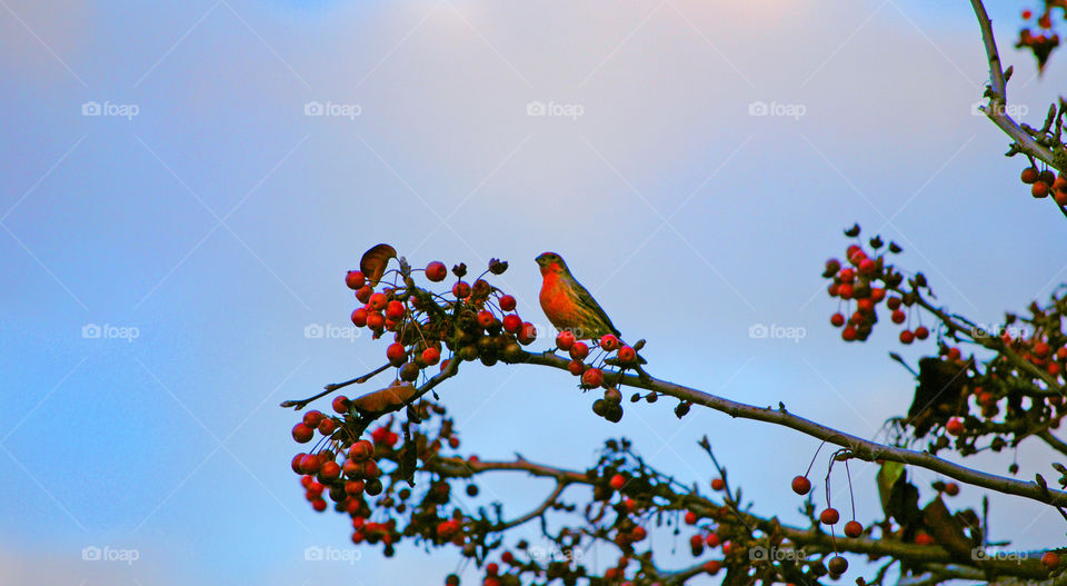 Humming bird on a tree branch