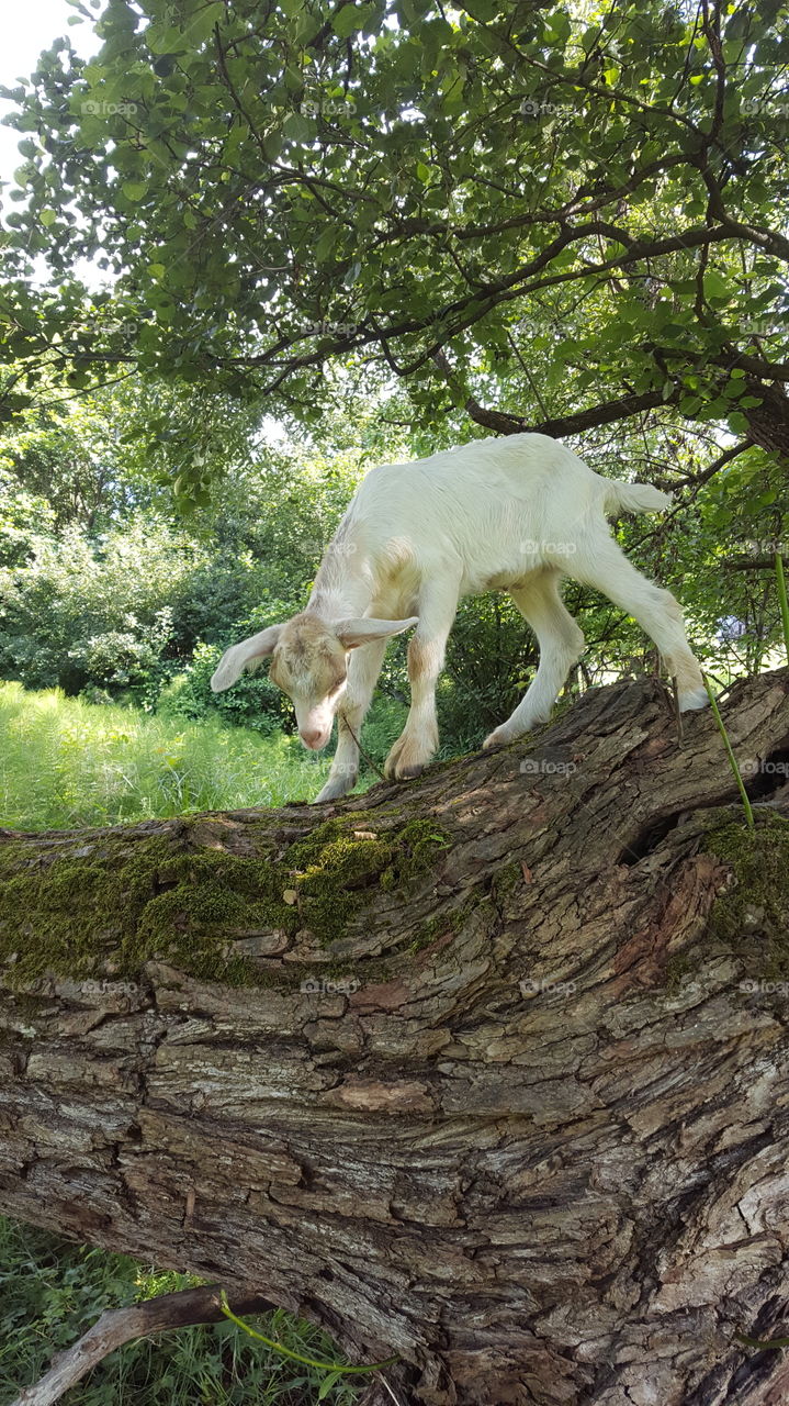 White baby goat climbing on a trunk