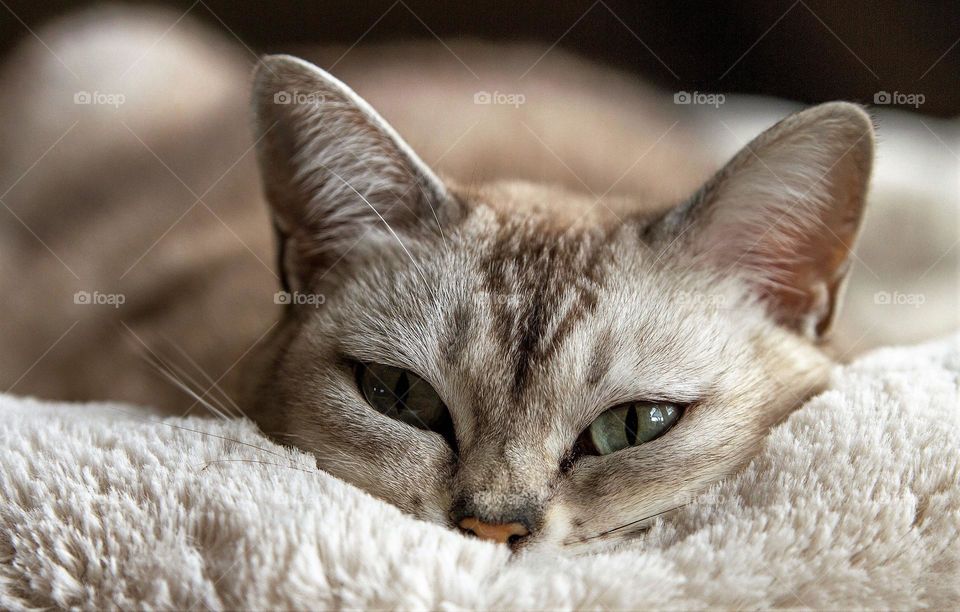 A beautiful photograph of an adorable domestic cat laying down his head on a soft carpet