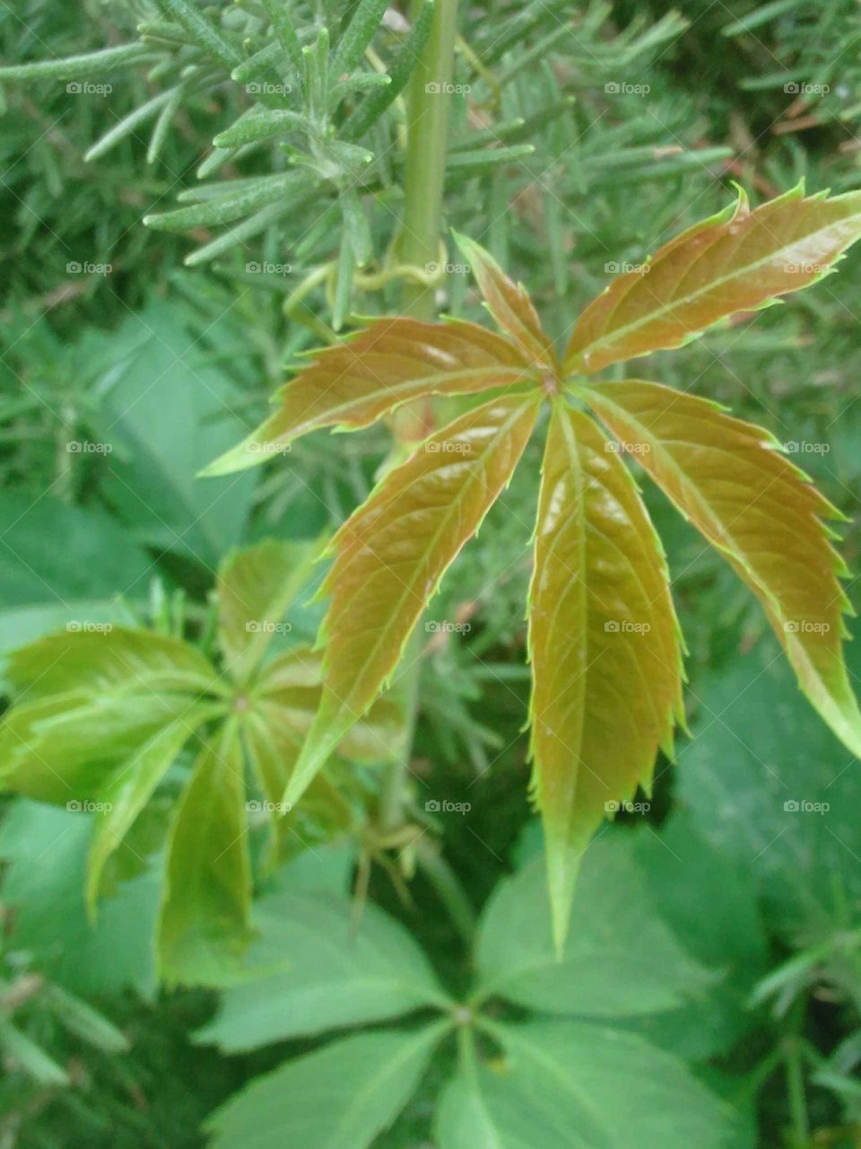 Beautiful nature in a weed& not weed lol!