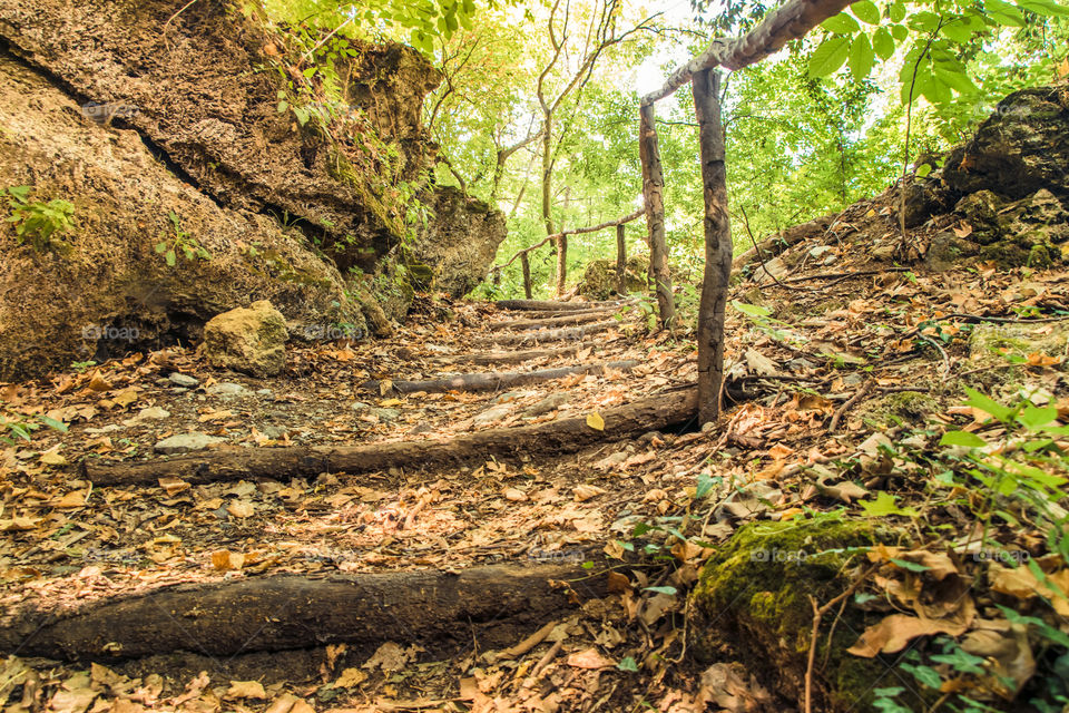 Wood, Nature, Tree, Leaf, No Person