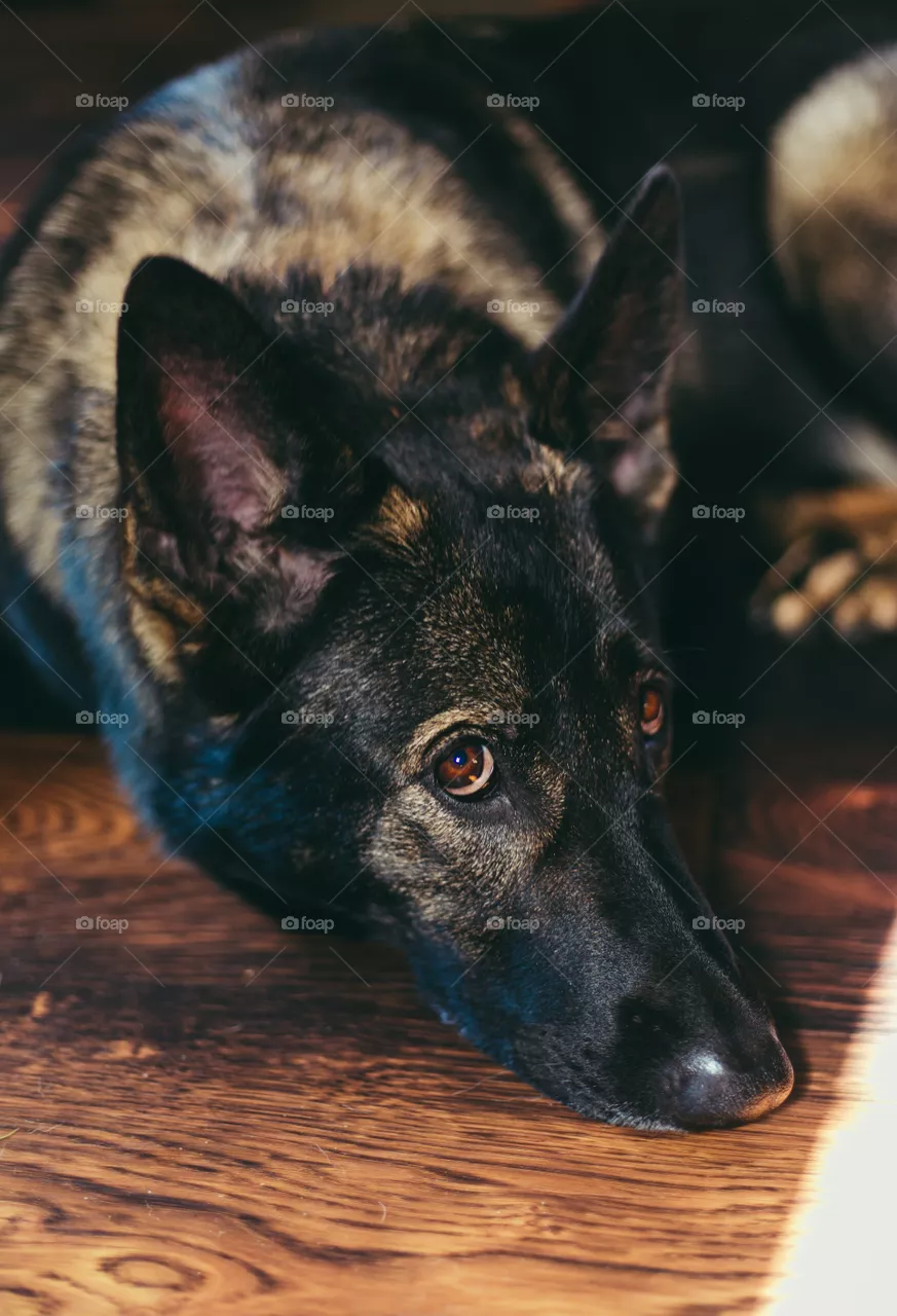 Sweet Shepherd