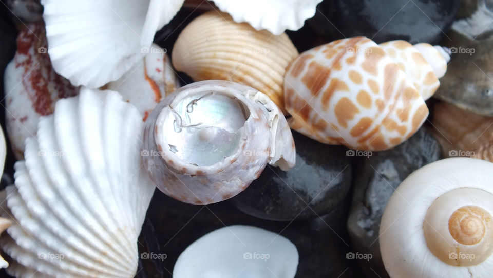 background pattern shells seaside by emmam