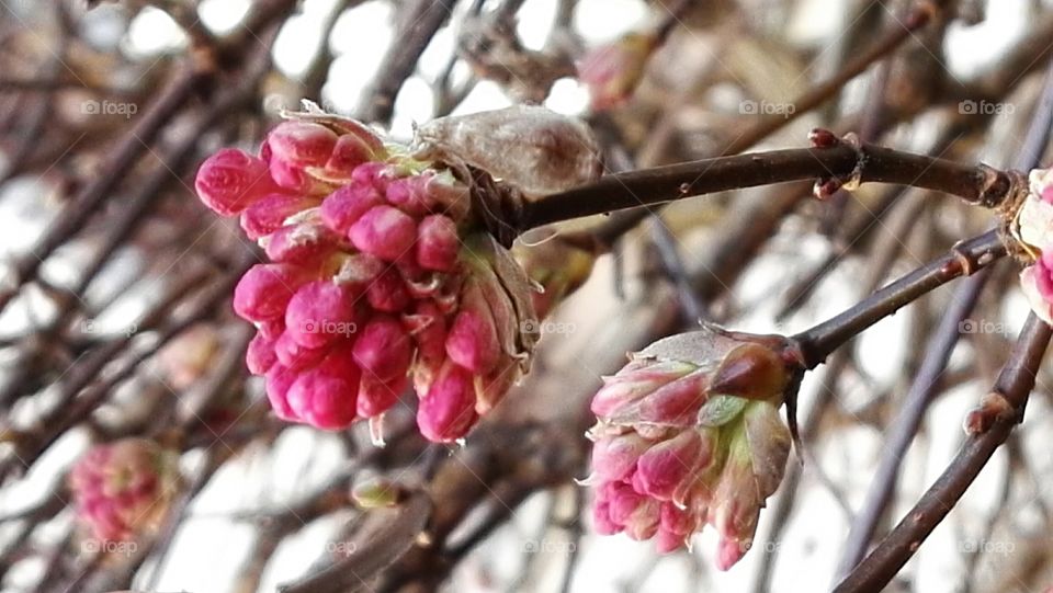 pink spring flowers on tree