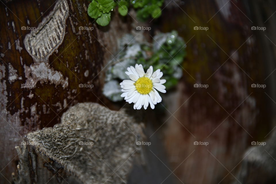 Margarita, me quiere, no me quiere