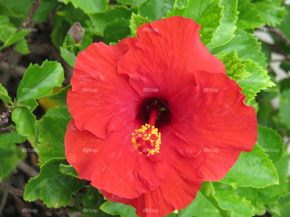 Red hibiscus 