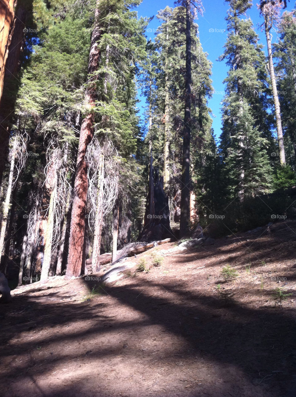 nature trees forest united states by sabont