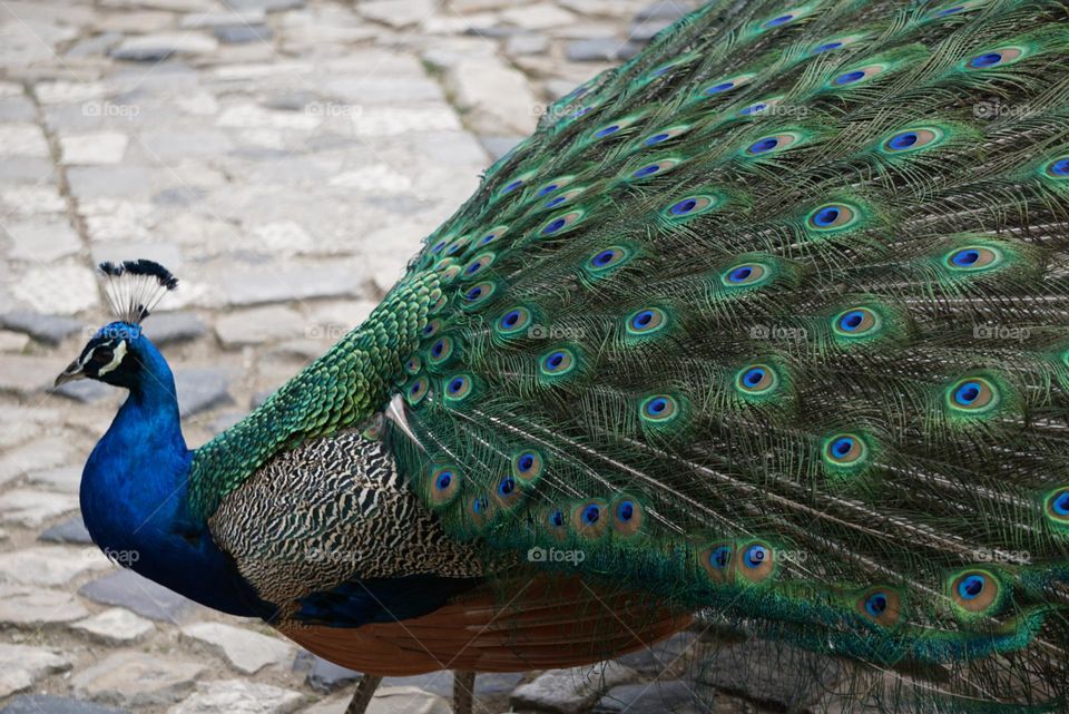 beautiful peacock full of charm