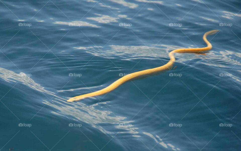 Yellow snake on sea swimming