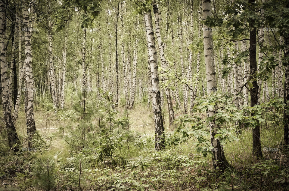 Birch forest