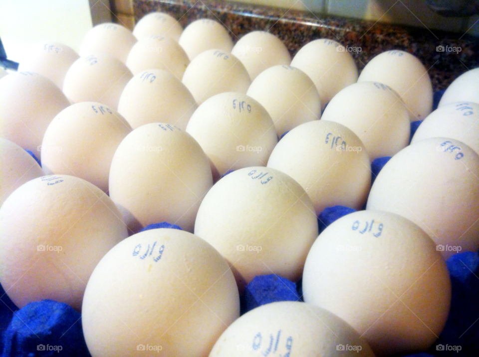 kuwait white eggs chicken by LisAm