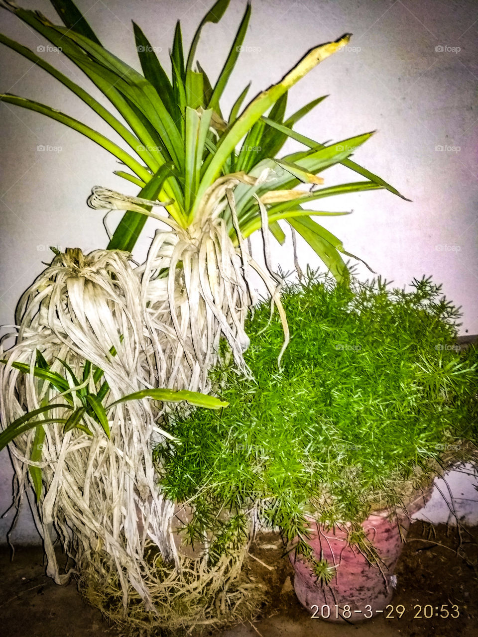 god's one and only big gift is plant.