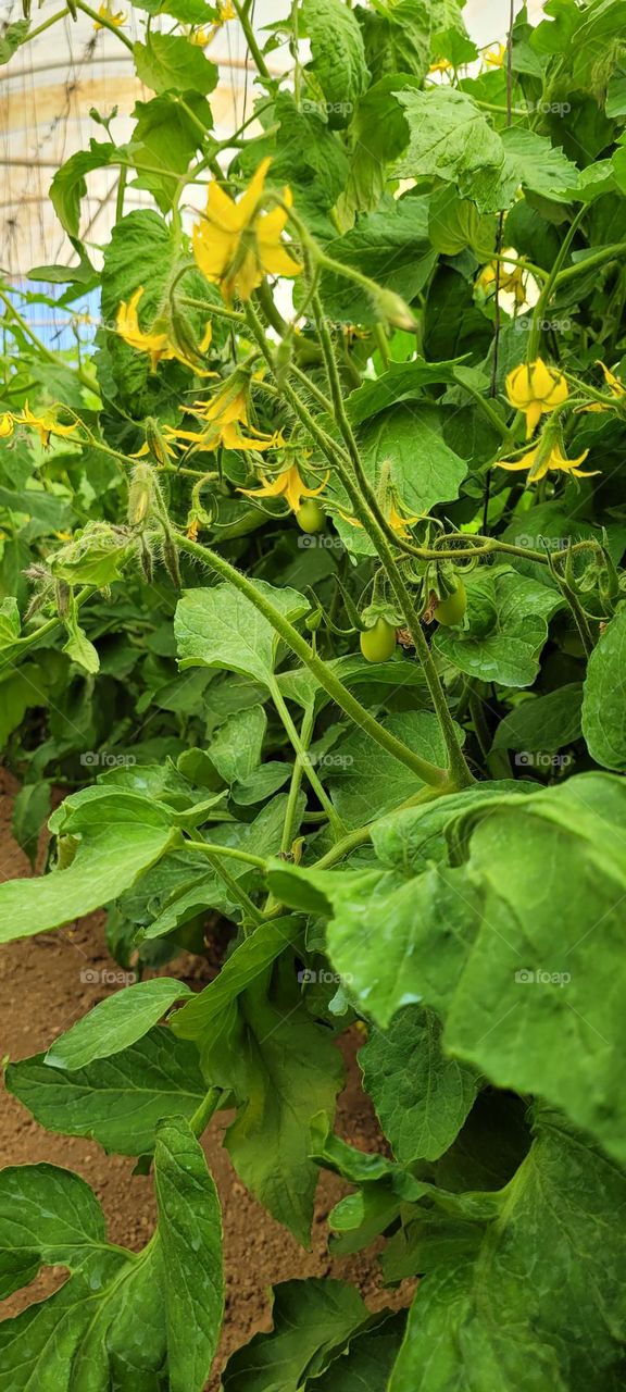 Imágenes de flores de tomate