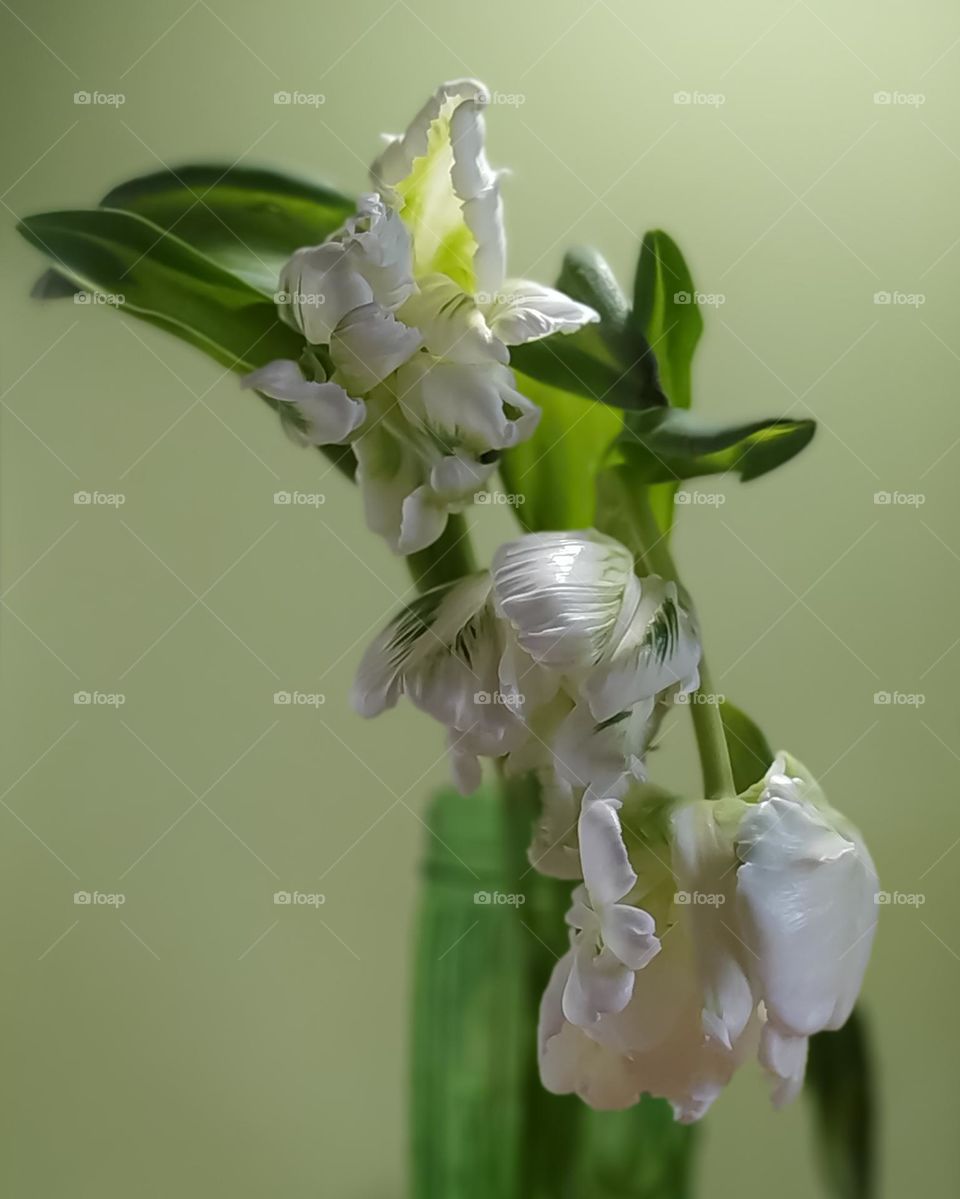 tulips in a green vase