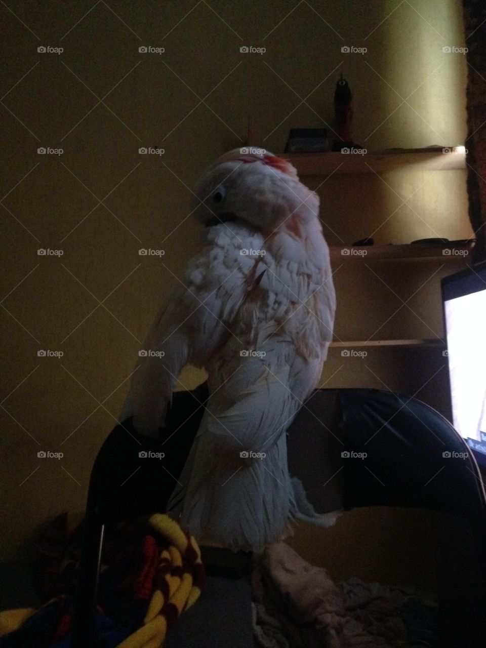 Cockatoo with beautiful feathers 