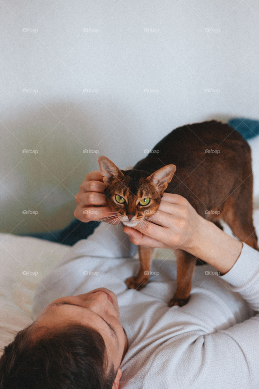 Abyssinian cat with green and yellow eyes is standing on a chest of a man and looking into the camera, cute pet, kitty