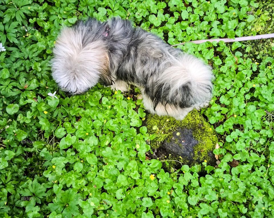 Dog walking in the forest 