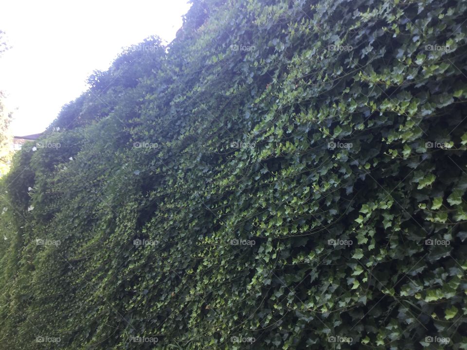 Ivy Growing Along the Wall