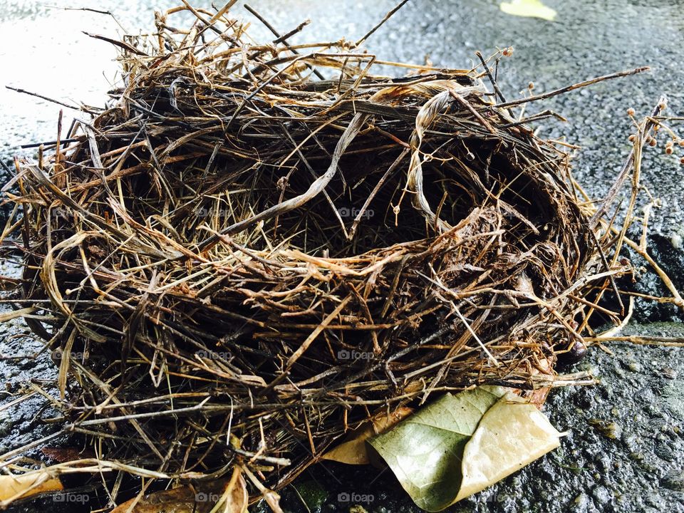 Bird's nest.