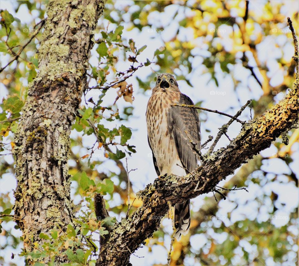 wildlife, bird of prey perched in a tree.