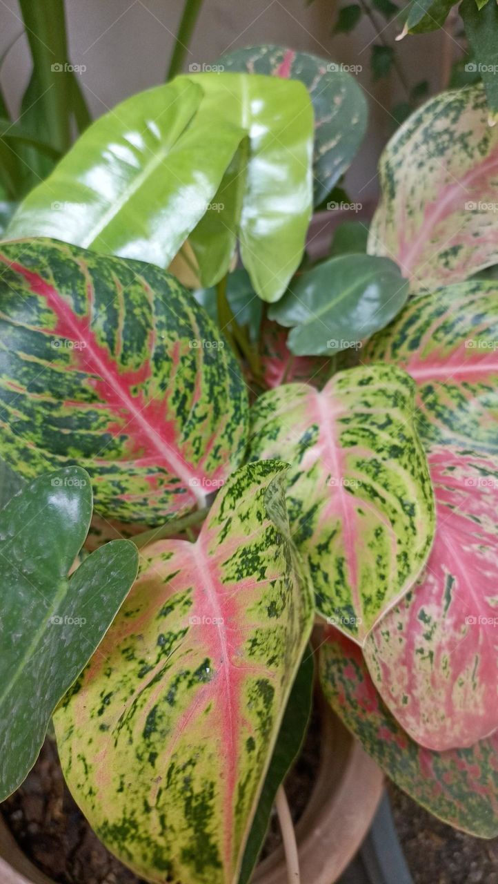 indoor plants that look expensive and luxurious in red and green colors