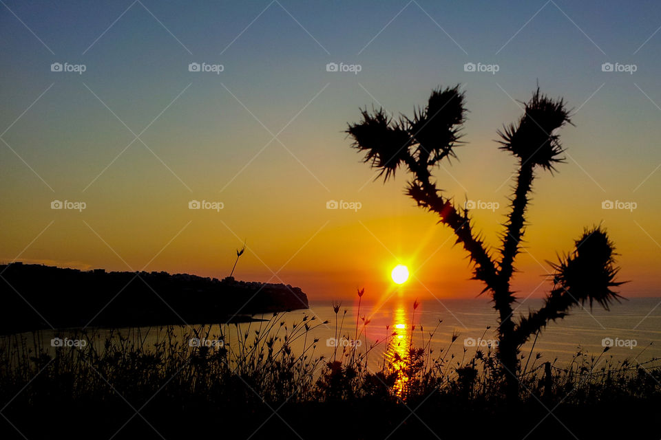 Silhouette of plant