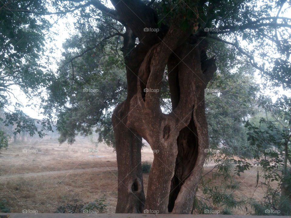 a unique tree in tomb Shkandera