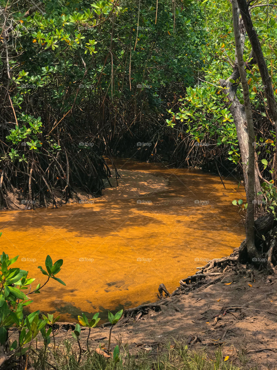 In this heat, there's nothing better than cooling off in a river like this.  surrounded by mangroves it gets even cooler.  red crown Bahia Brazil