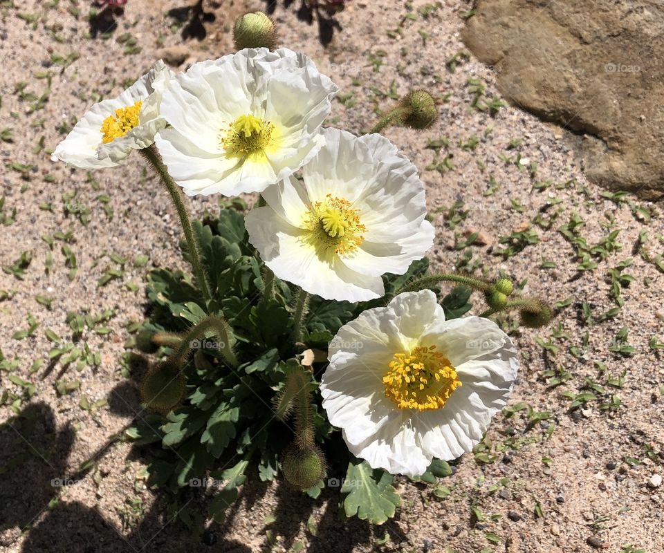 White poppies in desert landscape