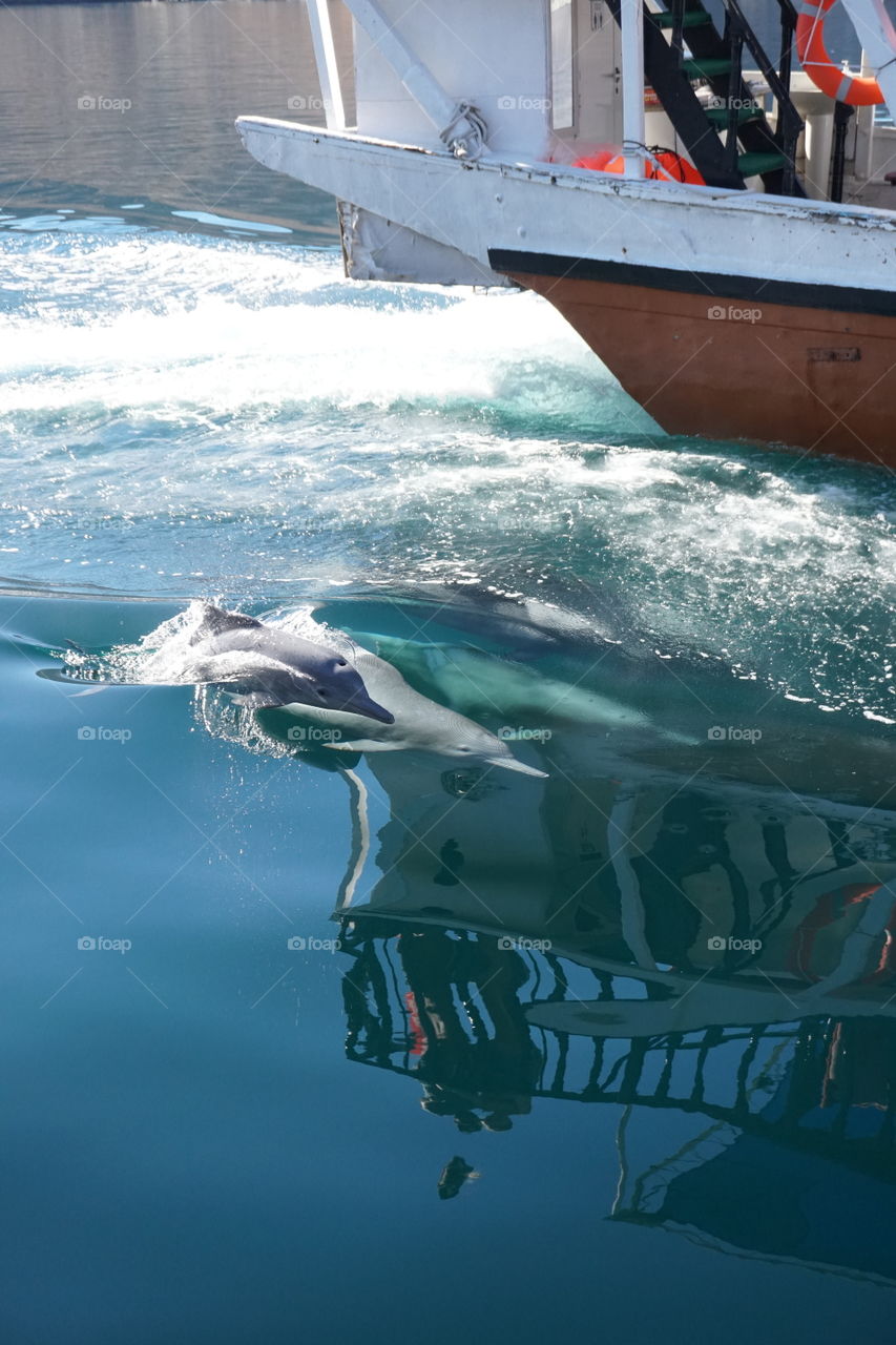 Dolphin of Oman