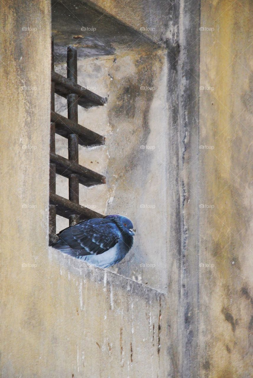 Perched. A pigeon perches high on an ancient wall 