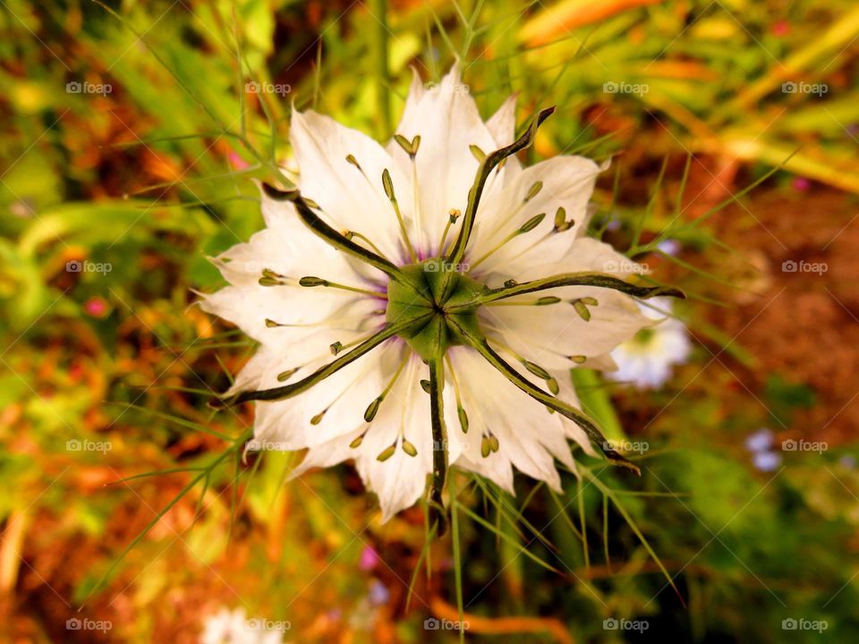 Macro shots