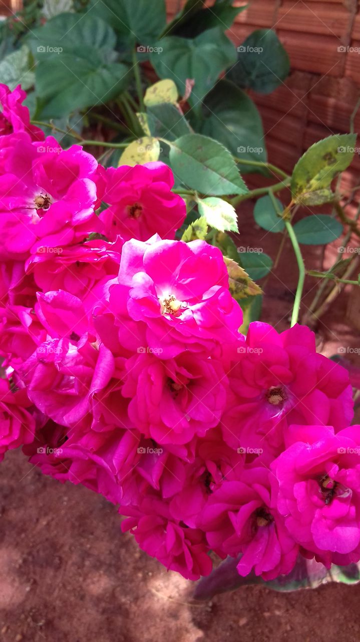 rosa cor pink escurode Jardim