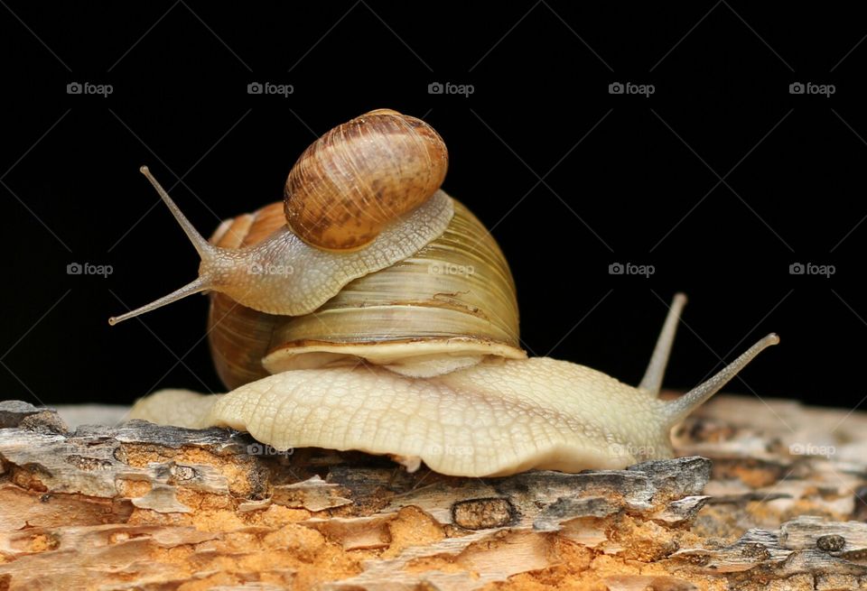 Family snails on the old wood texture