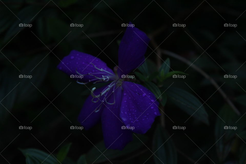 Flower from my home Garden in kannur  Kerala India