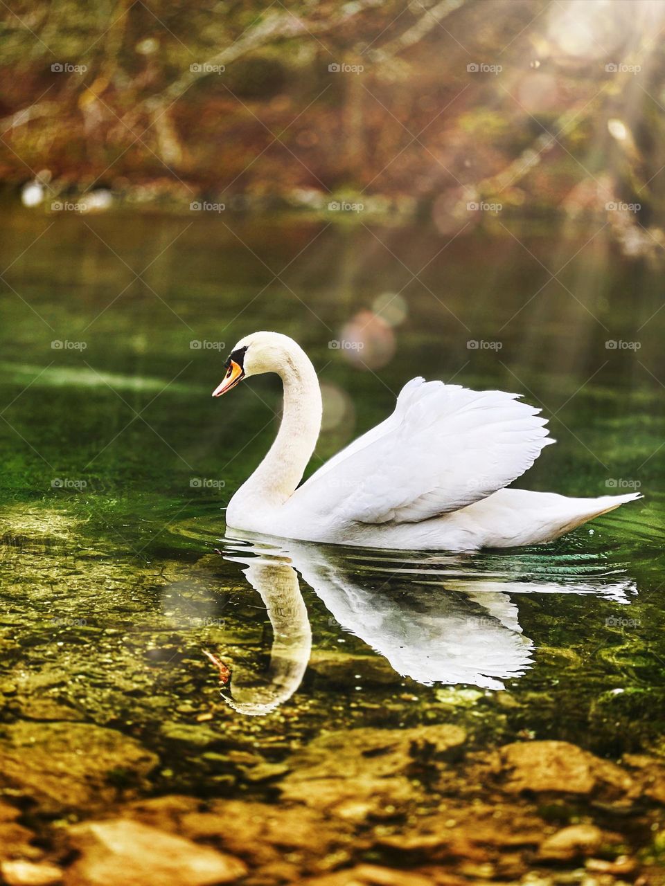 A swan bathed in sunlight