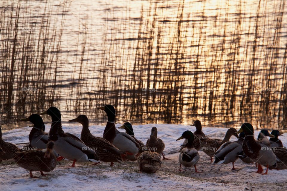 Flock of duck