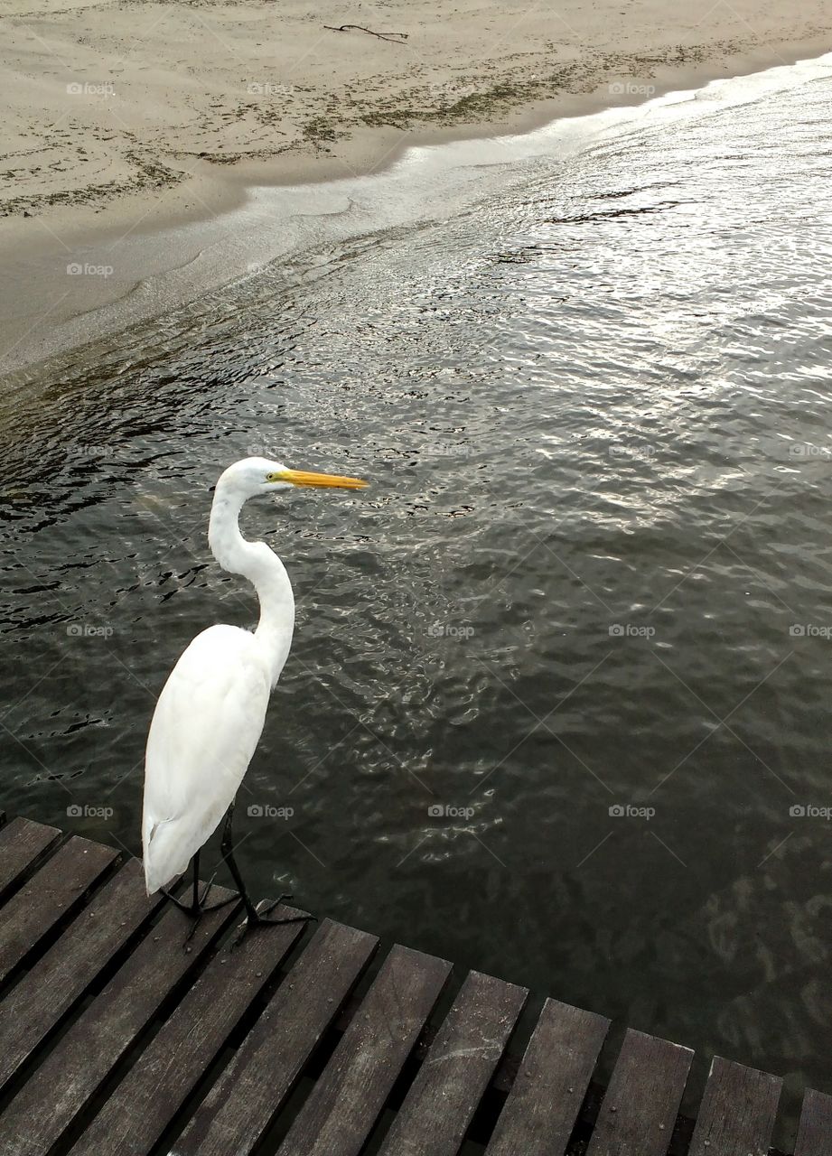 Tranquilidade de quem pode voar.
