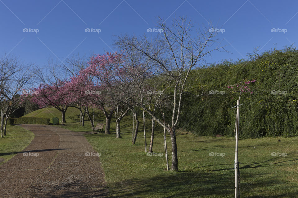 Flowering of the cherry trees.