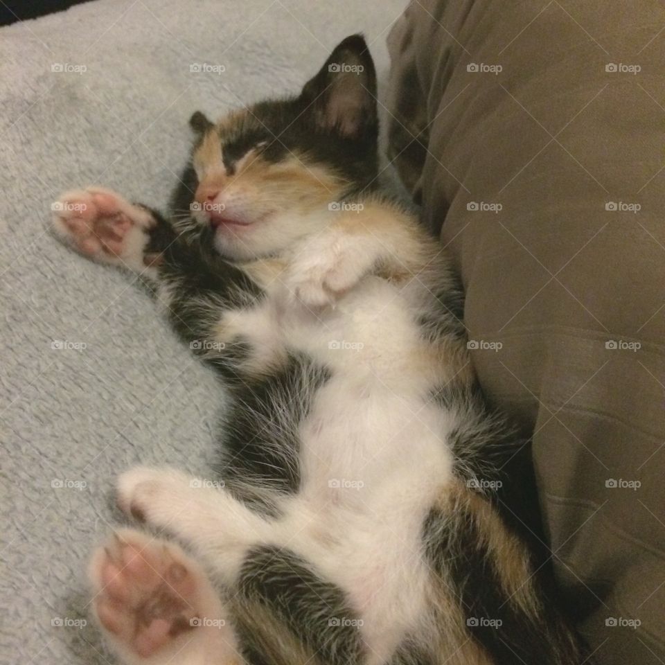 Kitty. My kitten sleeping